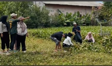 Jurus Sakti KKM 31 UMC: Gulma Eceng Gondok Jadi Eco-Briket