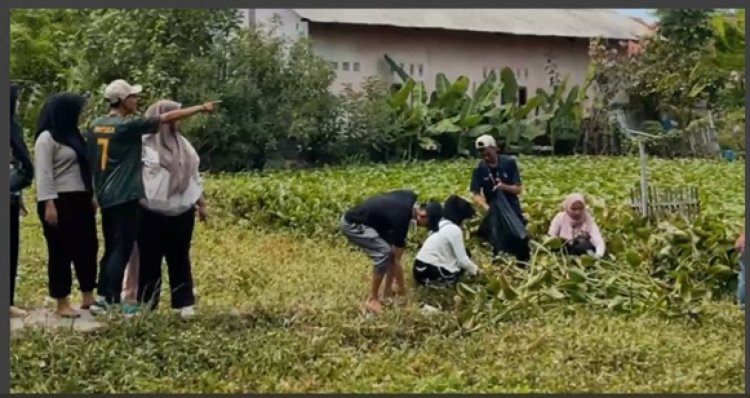 Jurus Sakti KKM 31 UMC: Gulma Eceng Gondok Jadi Eco-Briket
